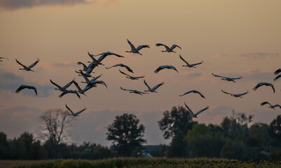 Common Crane (Grus grus) in flight