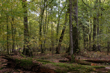 Broken trees in autumn