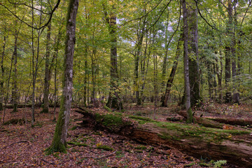 Obraz premium Broken trees in autumn