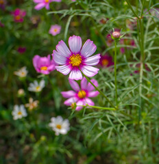 flower garden cosmos flowers bloom in the garden in the morning