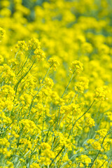 綺麗な黄色い花を咲かせた菜の花 黒背景