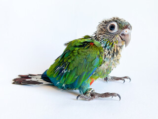 Baby bird of Crimson bellied conure parrot on the white background © suradeach seatang