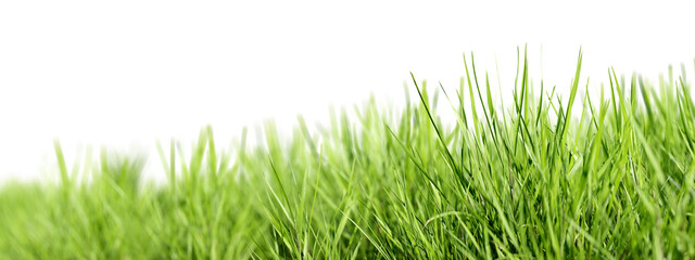 Fototapeta premium Grass background. Selective focus. Closeup of green grass isolated on transparent background, can be used on different backgrounds. 3D render.