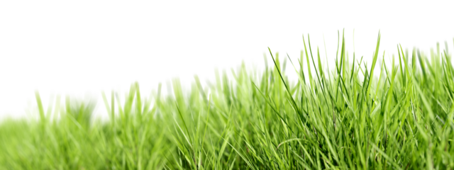 Grass background. Selective focus. Closeup of green grass isolated on transparent background, can be used on different backgrounds. 3D render.