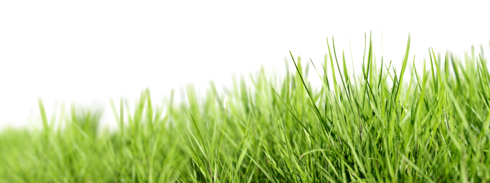 Grass background. Selective focus. Closeup of green grass isolated on transparent background, can be used on different backgrounds. 3D render.