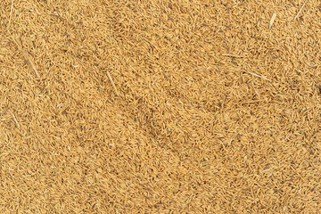 Golden yellow dried paddy to raw and fresh in farmer yard on top view for agriculture and rice cultivation and used as texture background in Thailand