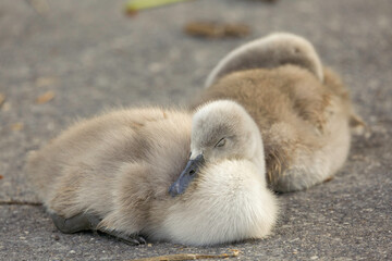 cute swan chicks sleeping