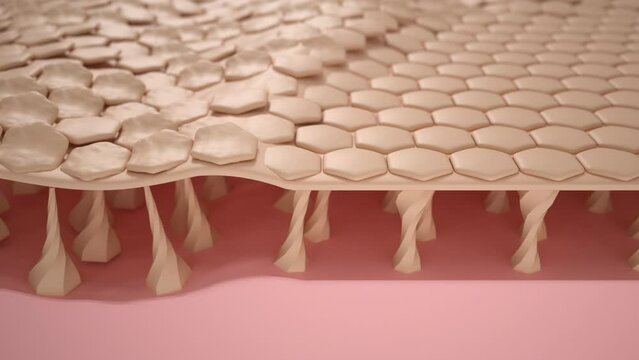 Lotions or creams drip onto the skin to increase moisture. And protect the skin from the sun 3d