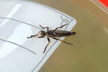 Male Common Awl Robberfly (Neoitamus cyanurus), a species of stiletto flies belonging to the family Asilidae. On a plastic pot, Dutch garden. Spring, May,