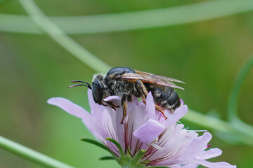 Closeup on a large dark and blue eyed female mining bee, Melitturga clavicornis on a pink scabious flower