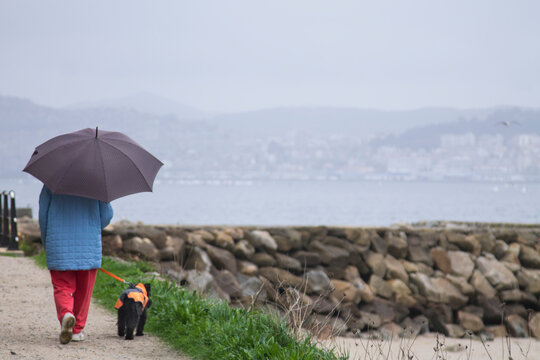 woman with umbrella walking in the rain with her dog