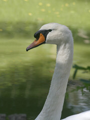 The mute swan (Cygnus olor). Close-up head portrait.