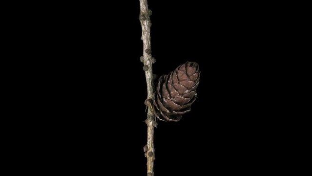 Time lapse of opening pine cone in 4K format with ALPHA transparency channel isolated on black background

