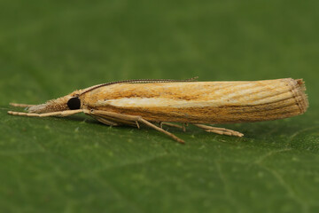 Closeup on a Common grass veneer moth, Agriphila tristella sitting on a green leaf