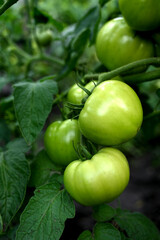 Tomato plants in greenhouse Green tomatoes plantation. Organic farming, young tomato plants growth in greenhouse.