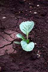 young cabbage sprouts in the garden