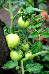 Tomato plants in greenhouse Green tomatoes plantation. Organic farming, young tomato plants growth in greenhouse.