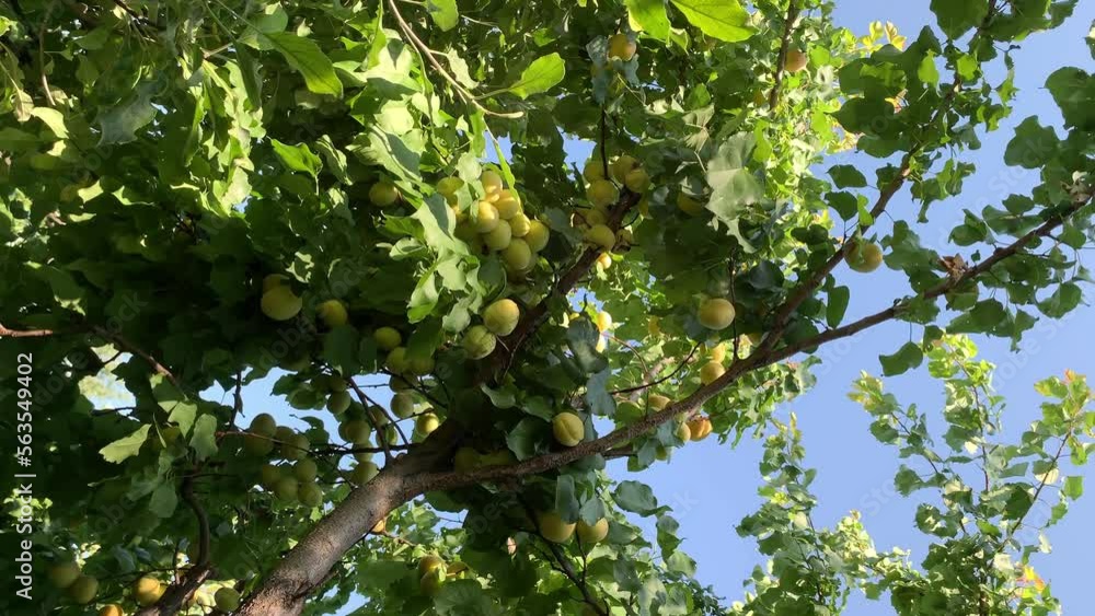 Poster Apricots on apricot tree. Summer fruits. Ripe apricots on a tree branch. Close up