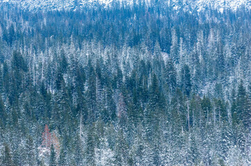 Telephoto shot of the snow-covered trees in Yosemite valley at Dawn.