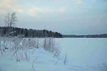 Winter forest in the Russian North.
