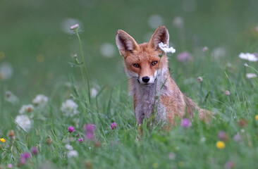 Renard roux (Vulpes vulpes) portrait, champ de fleurs en été. Alpes. France