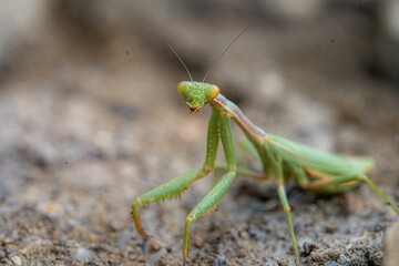 green praying mantis