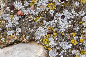 Aged wall of old building with multicolored moss, textured background, full frame. Colorful Moss on Concrete Wall. Detailed unusual backdrop, abstract design. Copy space. Selective focus.