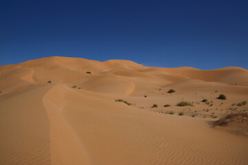 Fototapeta na wymiar Dunes at the edge of the Empty Quarter (Oman)