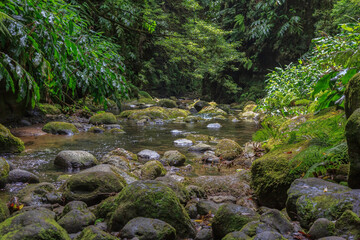 Azores, Sao Miguel, summer, holidays, hike, trail, small, stream