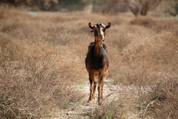 Goat strolling