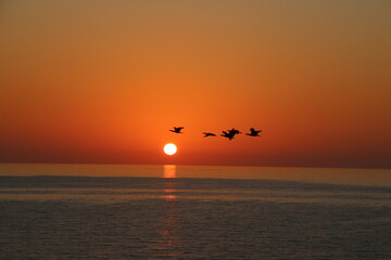 Birds at Sunrise