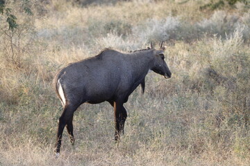 Nilgai animal near Bishnoi village in Rajasthan. Rare animal which found in Indian continent. 