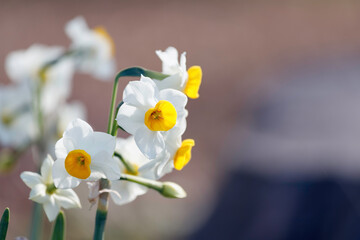 白と黄色の水仙の花