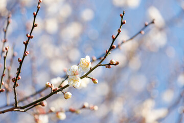 青空を背景に咲き始めた白い梅の花