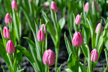 Fototapeta premium Gardener use tablet for plant tulips, Beautiful growing tulip garden, Technology of growing flower gardens.