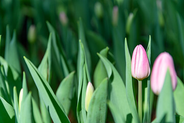 Gardener use tablet for plant tulips, Beautiful growing tulip garden, Technology of growing flower gardens.