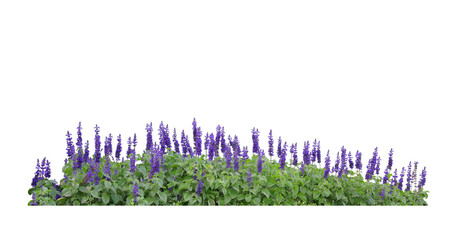 Long shape purple flower bush, Salvia flower isolated on white background