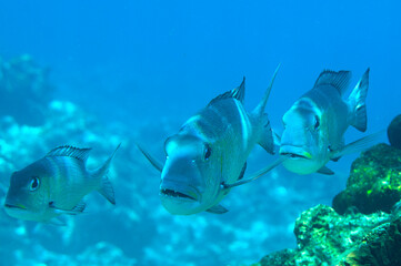 School of humpnose big-eye bream (Monotaxis grandoculis)  swim over corals of Bali