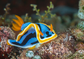 Fototapeta na wymiar Closeup of a colorful nudibranch a beautiful sea slug crawling on coral