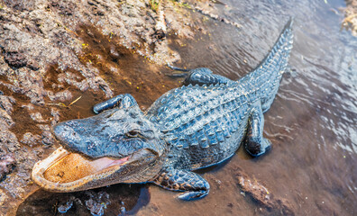 Side view of an impressive Everglades crocodile with open mouth.
