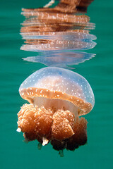 What it's like to swim with stingless jellyfish in the Togean Islands, Sulawesi, Indonesia © Hans Gert Broeder