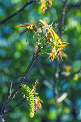 Walnuts blossoms tree in spring light park Juglans regia blooming branch by blurry green bokeh background, selective focus