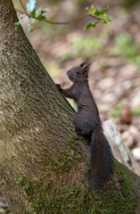 Ecureuil roux (Sciurus vulgaris) en forêt. Alpes. France
