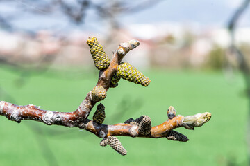 jeune pousse de noyer appelé chaton de couleur vert clair au début du printemps par une belle journée ensoleillée