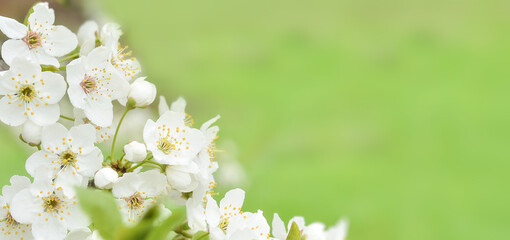Beautiful branches of blossoming cherries on the green background . Beautiful abstract spring background. Copy space