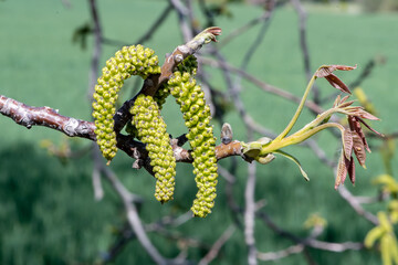 chaton de noyer vert tendre venant de pousser en bout de branche pour former des noix par une belle journée de printemps ensoleillée