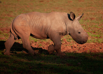 Obraz premium Rhino Calf