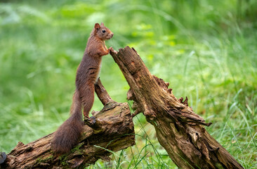 Ecureuil roux (Sciurus vulgaris) attitude de guet en forêt. Alpes. France