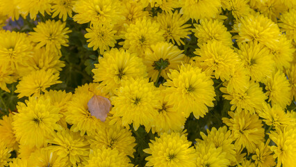 Artificial yellow color chrysanthemum flowers