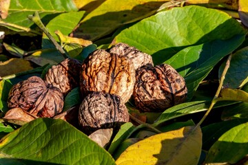 bouquet de noix au milieu de feuilles de noyers par une belle journée automnale au bord d'un chemin dans le puy de dôme